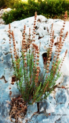 Ziółko w stanie naturalnym rosnące w szczelinie skalnej - Chorwacja