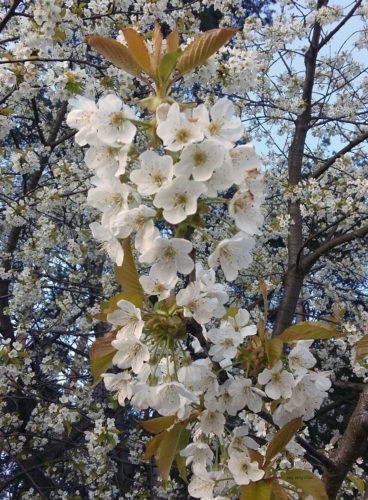 Nad Zalewem Sulejowskim oprócz drzew iglastych zdarzają się kwitnące dzikie owocówki