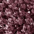 Czarno białę zdjęcie tulipanów
