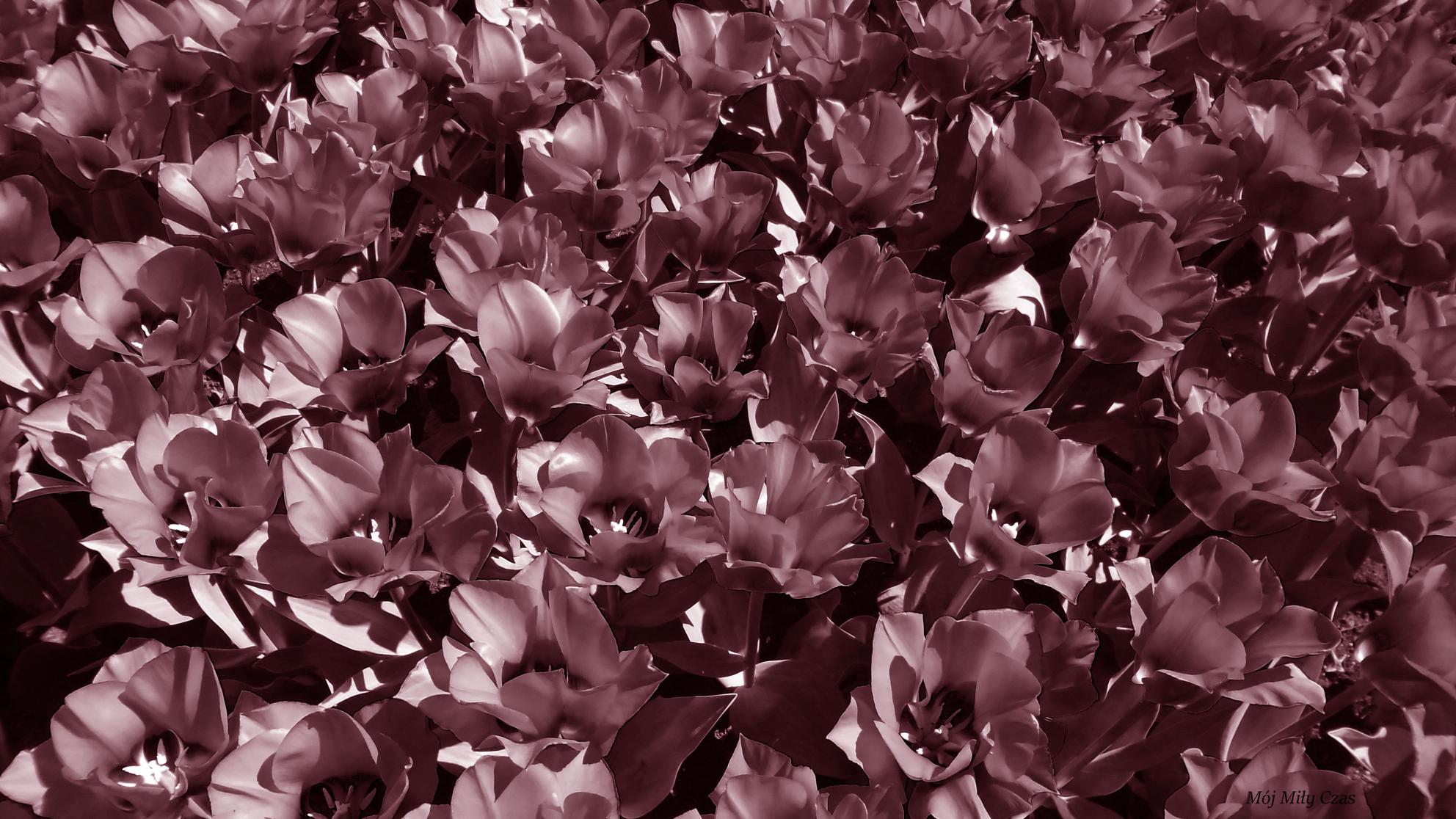 Czarno białę zdjęcie tulipanów
